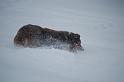 DSC_0096 (2)